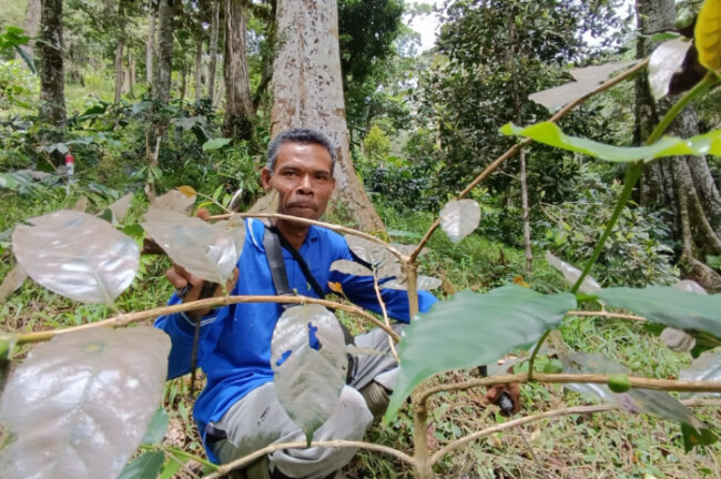 Sempat Nyaris Ditinggalkan, Kopi Arabika Watu Merak Kini Bangkit Lewat Perhutanan Sosial dan Pendampingan Kolektif 2 FotoJet 1 8