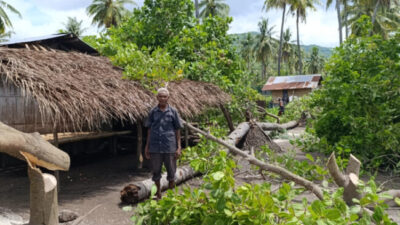 Pembabatan Paksa Tanaman Milik Warga Adat oleh Perusahaan Milik Gereja di Sikka, AMAN: Aksi Mereka Tidak Manusiawi
