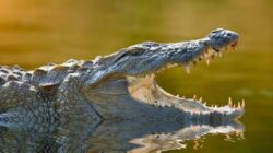 aa884f592df30ab61a4bc938a7d4badb