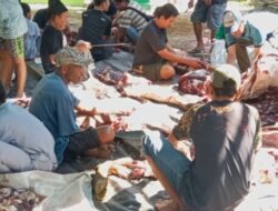 Rayakan Iduladha 2026, Masjid Nurul Falah TTU Bagikan 3.000 Kantong Daging ke Warga Lintas Agama